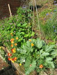 Flowers for vegetable garden uk. Companion Planting Guide Thompson Morgan