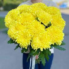 Желтые хризантемы фото