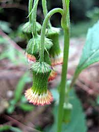 Image result for Crassocephalum crepidioides