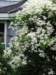 Maybe you would like to learn more about one of these? Clematis Paniculata Bluestone Perennials