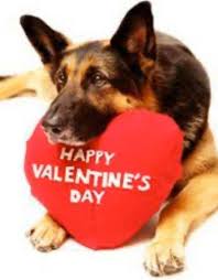 The most awaited time of the year for lovers is round the corner. The German Shepherd Rescue Alliance Australia Happy Valentines Day Everyone May Your Day Be Full Of Smooches And Snuggles With Your Fur Babies Facebook