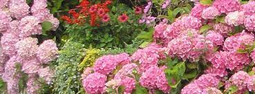 Cette imagerie quelque peu funèbre est principalement liée au fait que les plantes ils fleurissent entre fin octobre et début novembre. Faire Un Massif D Hortensias