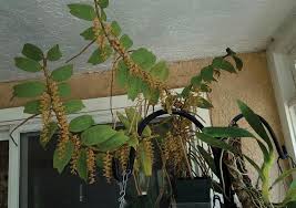Image result for Diaphananthe sarcophylla