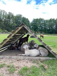 My Berlin Countryside Awakening at Leos Farm | by Karina Cope | Medium