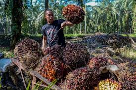 Palm oil is a very efficient and productive crop. Dr M Endorses Palm Oil In Video To Combat Commodity S Detractors Malaysia Malay Mail