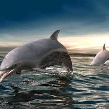 Neutral Grey Https Www Facebook Com Photo Php Fbid 736502436435514 Set A 109507355801695 18740 100002272923942 Type 1 Permpage 1 Dauphin