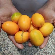 Image result for Cucumis melo