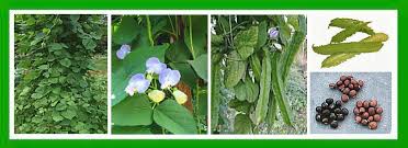 Image result for Psophocarpus