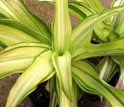 Image result for Crinum moorei