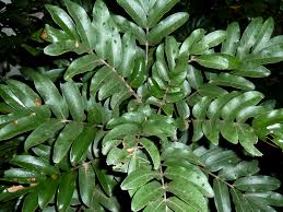 Image result for Bersama swynnertonii