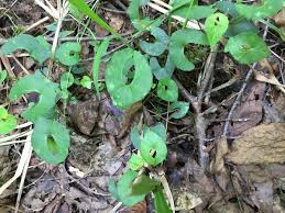 福島で撮影しました このかわった形の葉は なんの葉で 植物q A エバーグリーン
