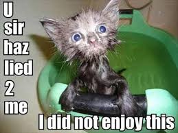 Funny Animals 28 Pics Funny Animals Funny Animal Pictures Cute Animals