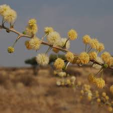 Image result for Acacia hebeclada