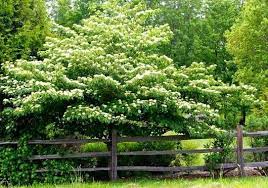Maybe you would like to learn more about one of these? Crccd Pagoda Dogwood Connecticut S Conservation Districts