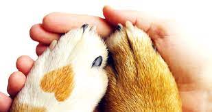 Begin your search for cats and dogs available for adoption near you today. Animal Shelters In Your Area Search For Dogs And Cats