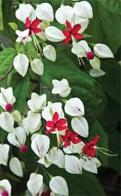 Grows well in the shade. Clerodendrum Thomsoniae Bleeding Heart Plants A Z The Gardener The Gardener
