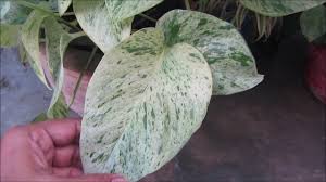 Whether you're a newbie to houseplants or a seasoned expert, a pilea peperomioides plant is sure to be a welcome addition to any indoor plant collection. Marble Queen Pothos Complete Guide Money Plant Youtube