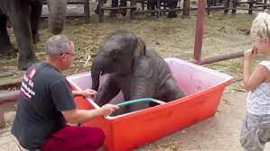 Baby elephant perseveres and climbs out of the mud bath. Thailand Elephant Camp Posts Video Of Baby Elephant Taking A Bath