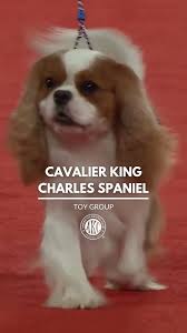Cavalier King Charles Spaniels have silky, richly colored coats and gentle  expressions that emanate from their large, round eyes. Their cheerful  nature and trainability make them naturals at dog sports such as