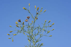 Image result for Schkuhria pinnata