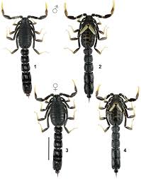 Image result for Orthochilus mechowii