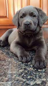 new free of charge labrador retriever gris tips in 2021 puppies charcoal lab puppies lab puppy