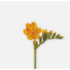 Freesia Flower In Arabic Best Flower Wallpaper