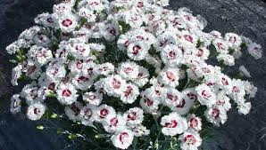 Image result for Dianthus