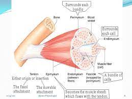 Skeletal Muscle Structure Function