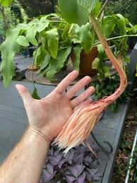 Skip this step with offsets that. Epiphyllum Oxypetalum Care Secrets Of Queen Of The Night
