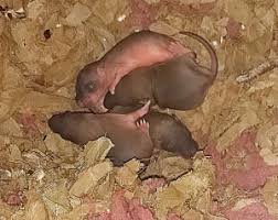 Acide chlorhydrique contre les rats. Comment Faire Fuir Les Rats Astuces De Grand Mere Ne Fonctionnant Pas