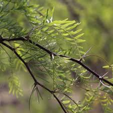 Image result for Prosopis glandulosa