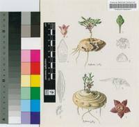 Image result for Brachyachne patentiflora