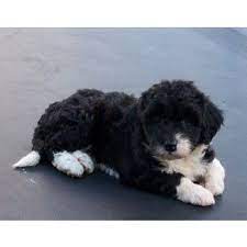 Stunning Bordoodle Puppies For Sale In Crookwell New South Wales Doggish Australia Poodle Cross Breeds Poodle Mix Puppies Collie Poodle Mix