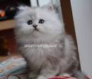 Silver Persian Kittens For Sale - Doll Face Persian ...