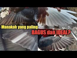 Dan inilah letak rahasia kemampuannya melihat jauh saat merpati terbang tinggi. Bulu Lar Burung Merpati Yang Bagus Wajib Tahu Ada 4 Bentuk Bulu Lar Burung Merpati Youtube