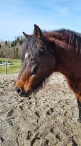 Paso Fino from Germany present in the Mundial Confepaso 2023 with two grate  German LADYS