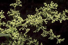 Image result for Searsia rogersii