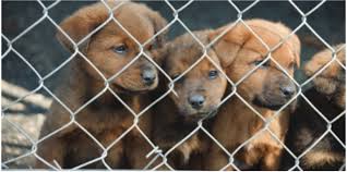 Next event wont be until after the corona virus is under when someone is breeding puppies or breeding kittens, they are creating new dogs and cats who need homes. Shelter And Rescue Animals Need Our Help Do Not Buy From Puppy Mills So Many O Palo Alto Humane Society