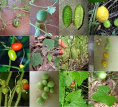 Image result for Cucumis humifructus