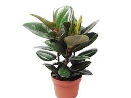 There are total 1 hindi meaning and definitions have been listed for the english word 'rubber plant'. Rubber Plant Vastu Direction Vastu Plant Direction Air Cleaning Process