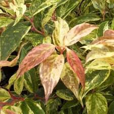 Image result for Loxodera bovonei