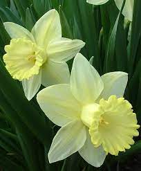 Narcissus Lemon Glow Birth Flowers December Birth Flower Birth Month Flowers