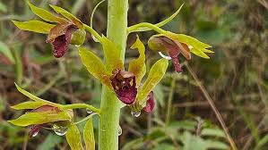 Image result for Eulophia alta