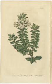 Image result for Struthiola