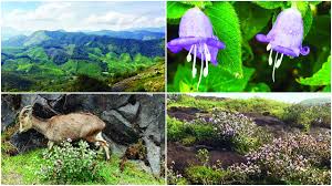 We did not find results for: The Neelakurinji Hillsides