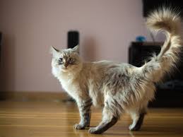 Any cat that is 15 or older is considered geriatric and should be visiting the veterinarian at least once every six months. How Old Is Your Cat In Human Years