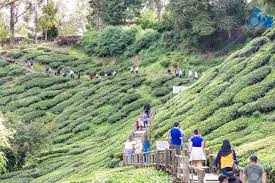 Rentetan dari teaser hakak pada entry lepas, terima lah entry sg. Cameron Highlands Malaysia April 6 2019 Tourist Making Their Way To Boh Sungai Palas Tea Center Popular Tourism Spot At Cameron Highland With Scenic View Stock Photo Picture And Royalty Free Image Image 121522763