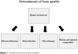 Bone Quality What Is It And How Is It Measured