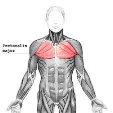 Examples of this type of muscle include. Anatomy Muscle List Wiki Scioly Org